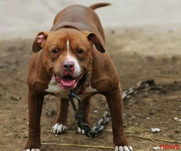 Explanation of ferocious beasts: Mavericks Ranking--the top ten coolest guard dogs!
