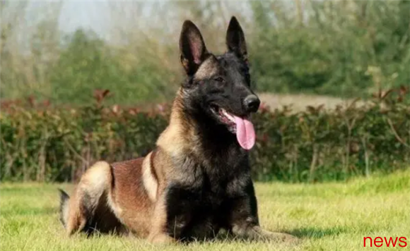 8 kinds of dogs that are better than wolves, do you know what are there