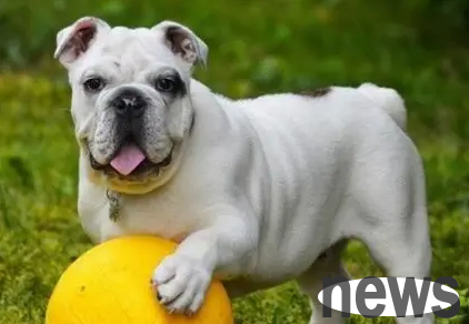 Six types of dogs are popular, each with its own characteristics