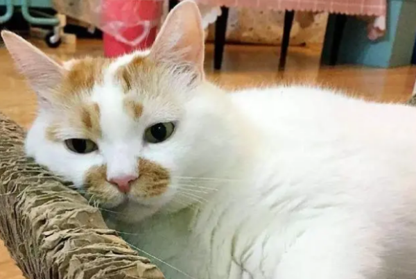10 pitfalls that must be avoided on the road to raising cats? How many have you stepped on