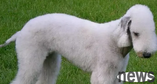 Take a look at the six most expensive dogs in the world, worth over 10,000 yuan