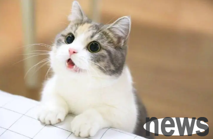 Ten kinds of cats recognized as 