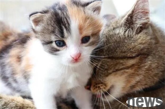 Do cats at home refuse to eat? Come and see if these are the causes
