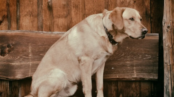 How many pills left every time the dog eats