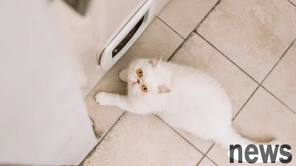 Why do kittens shed hair? Causes and solutions for cats to lose hair