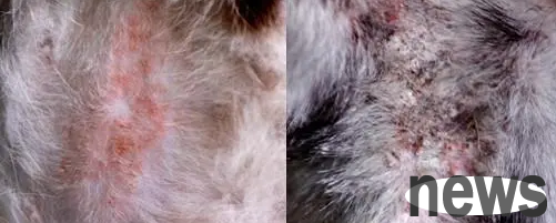 Four diseases that cats can infect humans