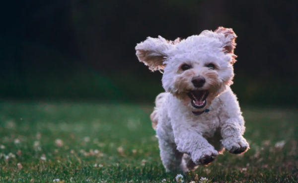 Why do dogs love to eat shit, but people don t