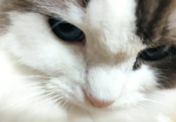 What reactions do cats usually react when they are under tremendous stress in their hearts?