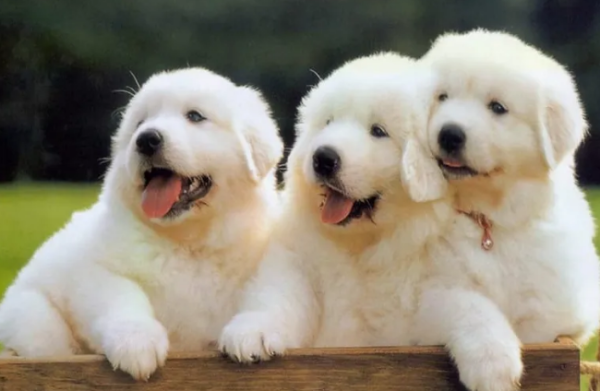 Revealing the inner world of Dogs! What does the dog think about every day?