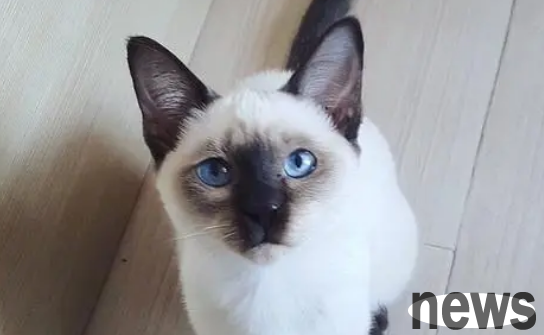 There are 8 types of cats suitable for novices, the fourth type is simply an angel cat. Is there anything you like?
