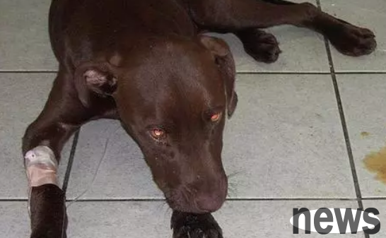 How scary is Canine Percy? Understand these and keep your dog away from it as much as possible!
