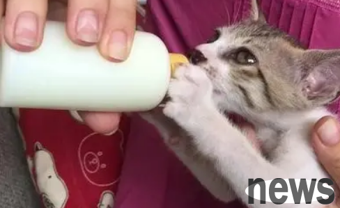 The best time and precautions for kittens to drink goat milk powder