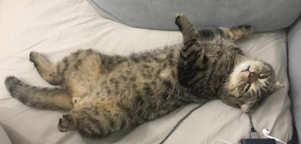 How can a cat get fat if it’s too thin?