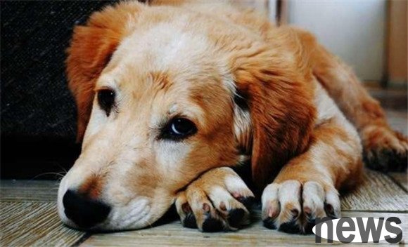 I have been raising a dog for many years and found out that dogs are running wildly at home. There are these reasons