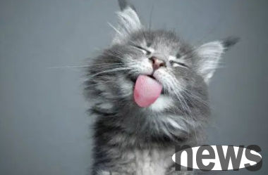Interpretation of 5 weird behaviors of cats!
