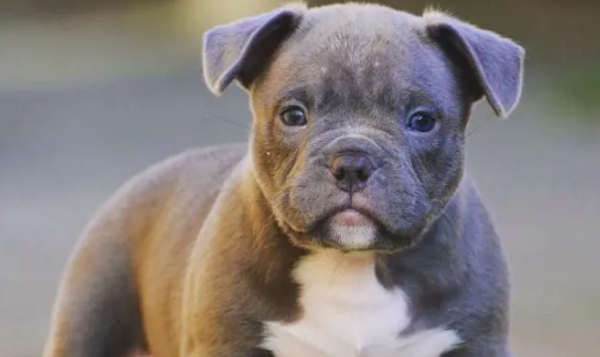 One of the top ten forbidden mastiffs in the world: Pit Dogs