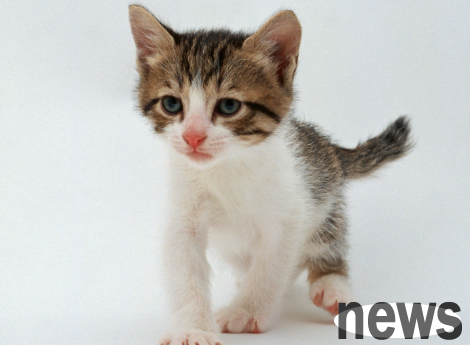 What is the difference between buying a male cat or a female cat?