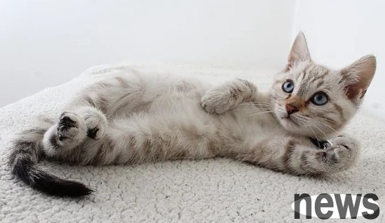 Accidentally stepped on the cat s tail? An article tells you the consequences and how to save them
