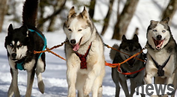 The truth is revealed | Wolves are ten times smarter than dogs, is it true?