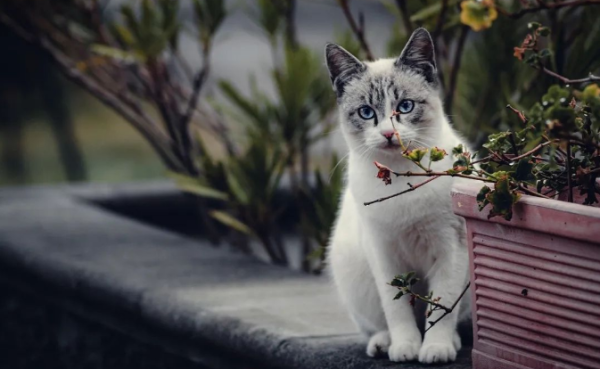 7 stress reactions of cats that may take their lives at any time