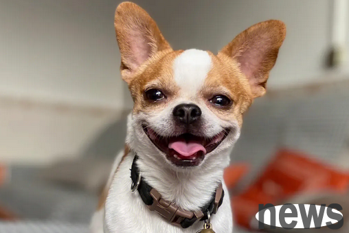 If there are elderly people at home, they want to keep pet dogs. Which breeds are more suitable?