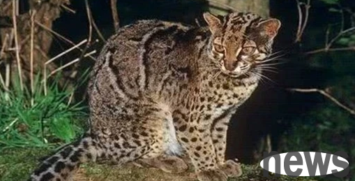 Stone-shaped cat: a charming pet companion, factors to consider before raising