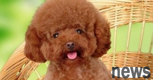 Small domestic pets Easy to care for dogs