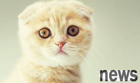 What should I do if my cat is short of breath and sticks out my tongue?