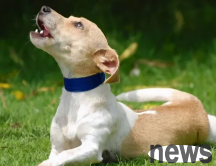 Dogs learn to bark 