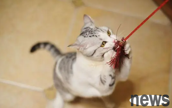 What are the tips for the owner to use the cat fun stick? Come and have a look