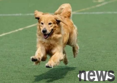 Please note that these behaviors may cause dog paralysis
