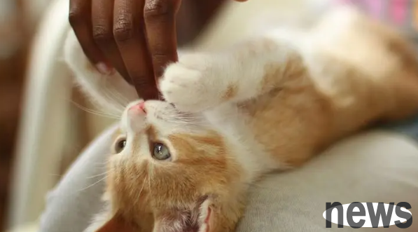 What to do if a pregnant cat has a fever? What happens if a cat gets pregnant and has a fever?