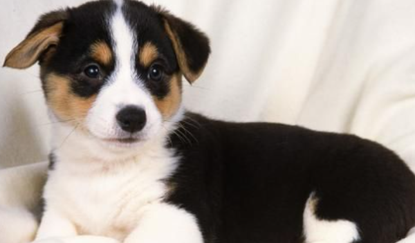 How to remove dark circles from dogs? Common sense of pruning dog faces!