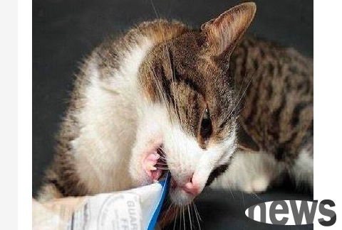 What should I do if a cat likes to lick plastic bags? What should I do if a cat always licks a plastic bag?