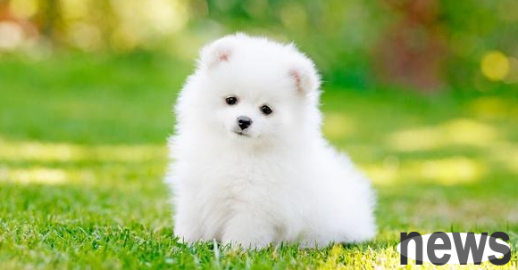 What should I do if my puppy choked out of my nose after taking milk? Did the dog choke out from his nose after taking milk?