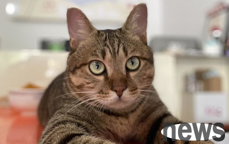 You said, what should you do if a cat refuses to take medicine?