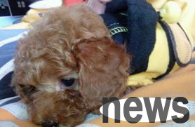 What should I do if a puppy coughs like something stuck? Why not take a look