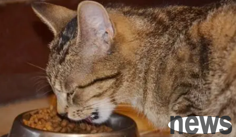 What should I do if a cat eats chili oil?