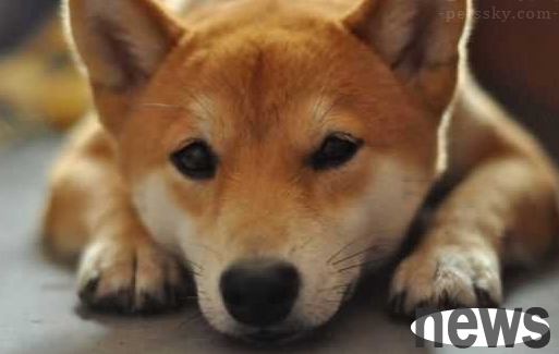 How to hygiene when the house is covered with dog hair?