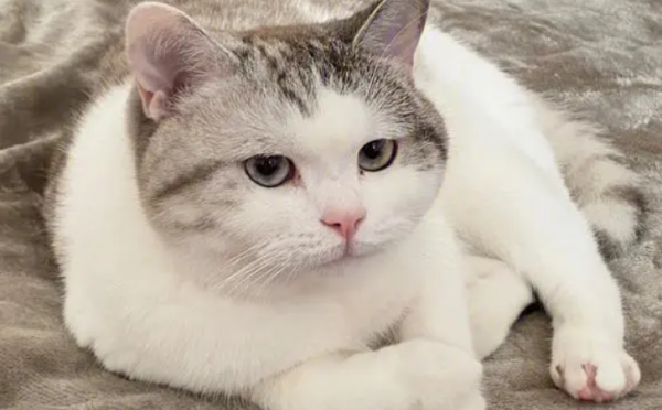 Why do cats with extremely high levels of cleanliness urinate and defecate anywhere?