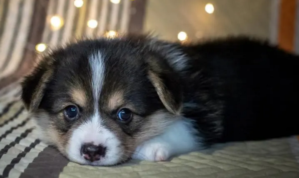 What to do if there are dark spots on the dog’s tongue?