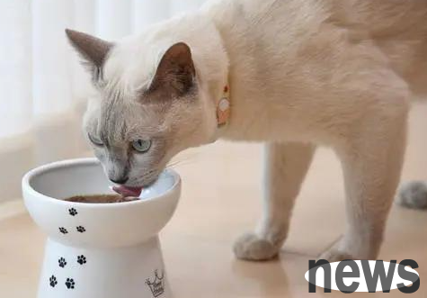 What s wrong with kittens drooling? Novice can take a look~