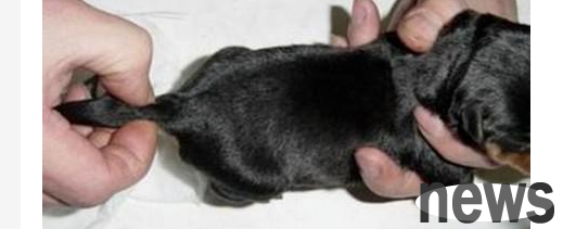 What should I do if my puppy has a broken tail and becomes purulent? Is it life-threatening if a puppy has a broken tail and becomes inflamed and pus?