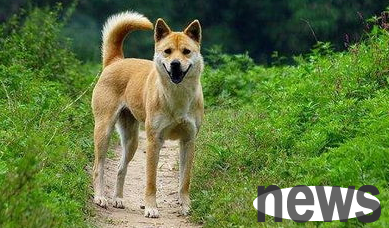 What should I get a dog certificate if I am forbidden to keep dogs?