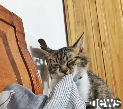 How to correct cat attack behavior?