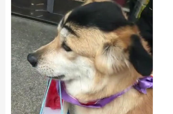 See how others put on makeup on dogs so beautifully, do you make it?