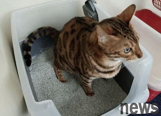 How to train cats not to pee randomly? Correct cats’ bad behaviors in peeing!