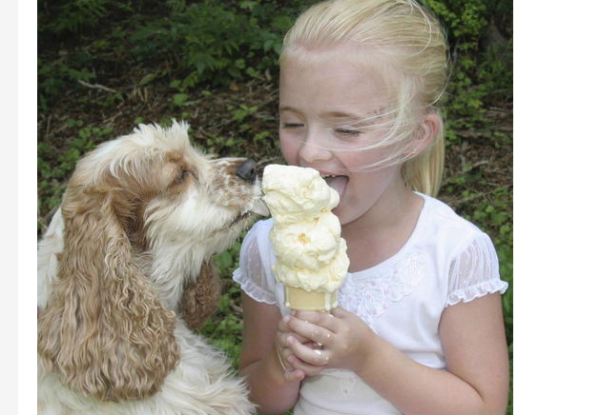 Can dogs eat ice cream? The right food choice is key