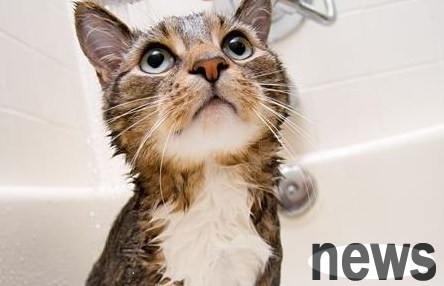 Are cats afraid of water? Can cats take a bath?