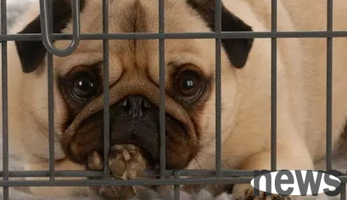 What to do if the dog s face is swollen? Find out the cause first before you can prescribe the right medicine!